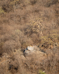 Obraz na płótnie Canvas wild male leopard or panther or panthera pardus resting on big rock on hills or mountains landscape background in early summer season evening safari at jhalana leopard reserve jaipur rajasthan india