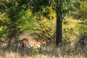 wild female bengal tiger or panthera tigris in natural green background on territory stroll side profile in winter morning safari at bandhavgarh national park forest reserve madhya pradesh india asia