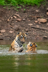 two wild male bengal tiger or brother in action fight for territory in pond water in monsoon season safari adventure at ranthambore national park forest tiger reserve sawai madhopur rajasthan india