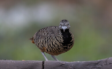 Barred Buttonquail on the ground animal portrait.