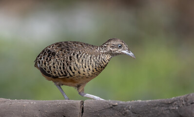Barred Buttonquail on the ground animal portrait.