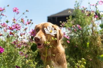 Happy dog peeks out from the bushes with flowers against the backdrop of the blue sky.