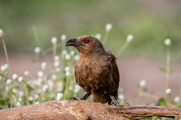Andaman coucal close up shot animal portrait.