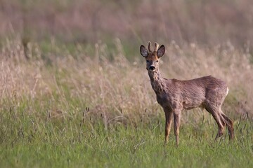 Buck deer in a clearing in the wild