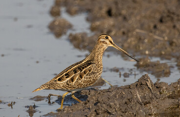 Pintail Snipe on the ground animal portrait.