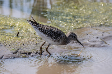 Wood Sandpiper on the ground animal portrait.