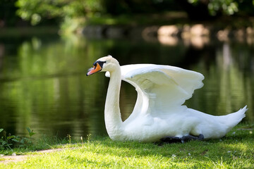 White swan near the lake 