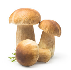 Three cep on isolated white background. Autumn Cep Mushrooms Picking. Gourmet food
- 679188986