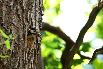 Woodpecker on a tree in the wild

