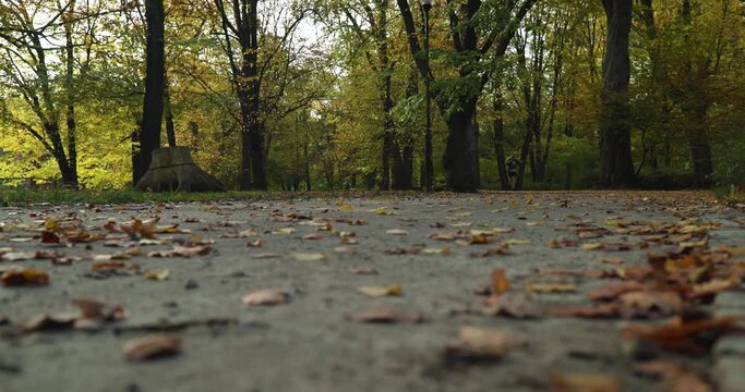  Autumn, fall season, runner recording with his phone, colorful leaves lying on the path in the park, low angle, blurred background with golden trees and falling leaves, wind sweeping leaves, slow mot