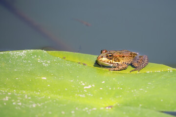 Green frog on a leaf