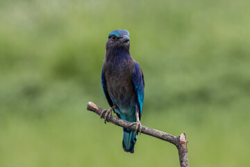  Indochinese roller close up shot animal portrait.