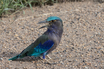  Indochinese roller close up shot animal portrait.