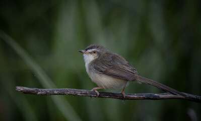 Plain Prinia on the branch animal portrait.