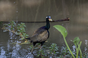 Bronze-winged Jacana on ground animal portrait.