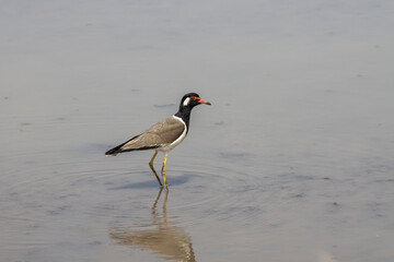Red-wattled Lapwing on ground animal portrait.