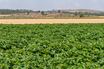 Fototapeta na wymiar Colorful landscape image of cotton agriculture field