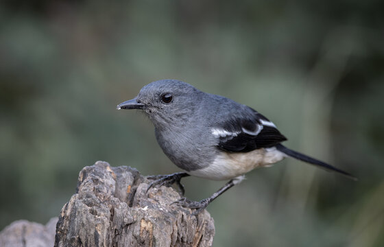 Oriental magpie robin on dly branch close up shot.