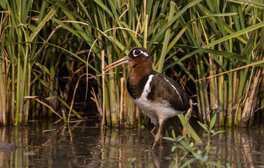 greater painted-snipe on the ground close up shot ( Animal portrait ).