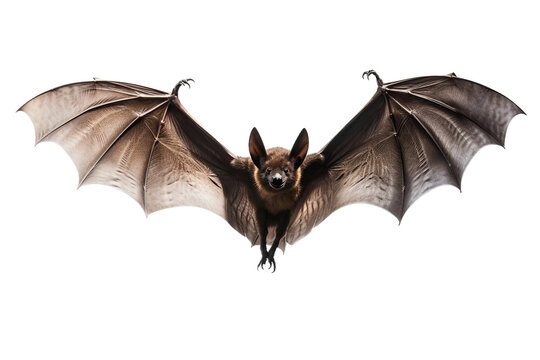 Dynamic Bat Flight Illustration -on transparent background