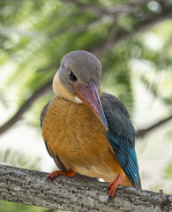 Fototapeta premium Stork-billed kingfisher childhood on the branch of a tree.
