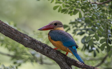 Stork-billed kingfisher childhood on the branch of a tree.
