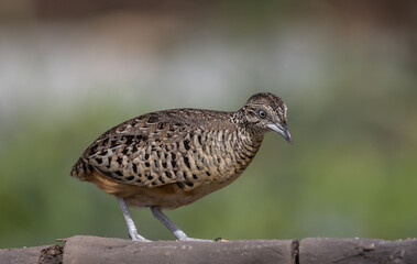 Barred Buttonquail on the ground animal portrait.