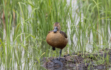 Lesser Whistling Duck on the ground animal portrait.