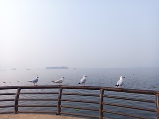 seagull on the pier