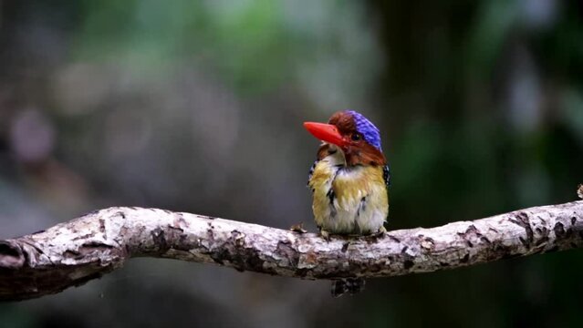 Banded Kingfisher(Lacedo pulchella)launching off from tree branch in thick tropical rainforest in namtok saikhao National Park Thailand, Asia.video