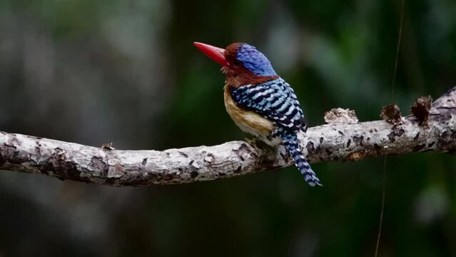 Banded Kingfisher(Lacedo pulchella)launching off from tree branch in thick tropical rainforest in namtok saikhao National Park Thailand, Asia.video