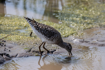 Wood Sandpiper on the ground animal portrait.