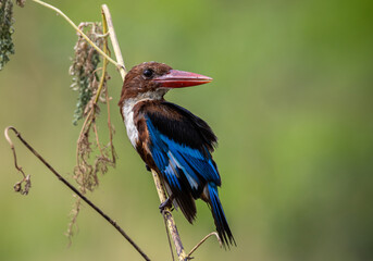 White-throated Kingfisher on the branch tree animal portrait.