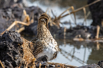 Pintail Snipe on the ground animal portrait.