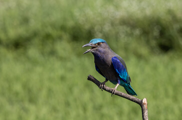  Indochinese roller close up shot animal portrait.