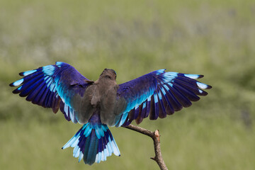  Indochinese roller close up shot animal portrait.