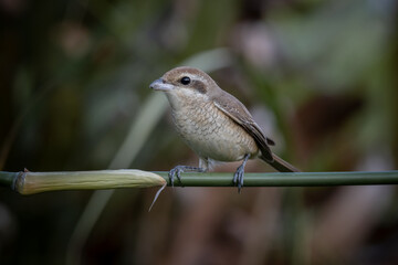 Brown shrike on the bamboo branch animal portrait.