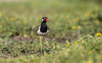 Red-wattled Lapwing on ground animal portrait.