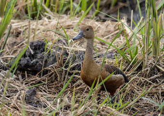 Lesser Whistling Duck on the ground animal portrait.