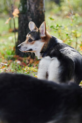 Pembroke Welsh Corgi on a walk. Portrait of a dog in the autumn park