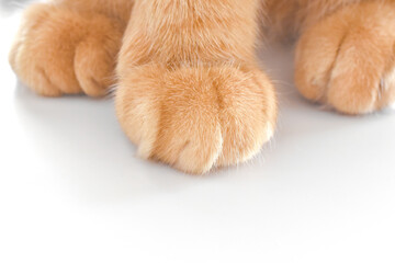 Ginger cat paws. Tabby cat sitting on the table.  Pet feet closeup. Feline sitting at home. Orange cat photo. 