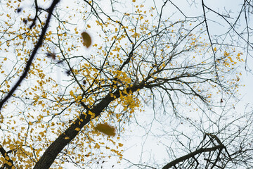 Baumkrone im Herbst
