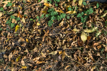 Autumn leaf texture with fallen berries