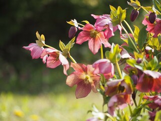 可憐な花　クリスマスローズ