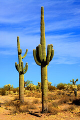 Old Saguaro Cactus Sonora desert Arizona