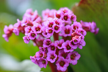Medical plant Bergenia Cordifolia