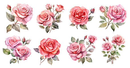 Set of roses isolated on transparent background. 