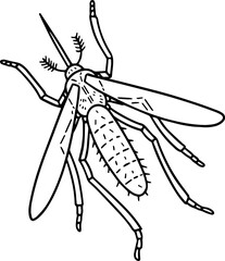 mosquito illustration.