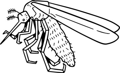 mosquito illustration.