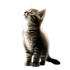 Cat standing and looking up on transparent background